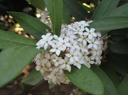 Image result for Acokanthera