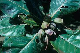 Image result for Terminalia stuhlmannii