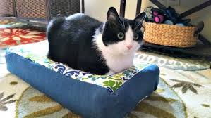 Diy cat bed ideas home design and interior. 30 Diy Cat Bed Tutorials For Your Furry Feline