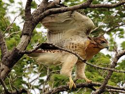 Harris Hawk Breeder: Hawks For Sale | Mike'S Falconry Supplies