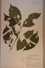 Image result for Coffea schliebenii