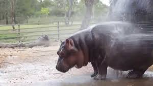 Pygmy hippopotamuschoeropsis liberiensisgood things come in small packages: Kibibi The Baby Hippo Enjoys Her Hose Bath 1 Youtube