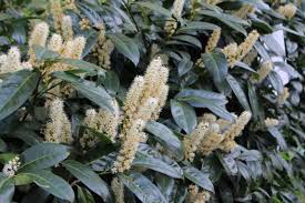 Beautiful creamy white fragrant flowers appear in spring and winter. Gardening 101 Cherry Laurel Gardenista