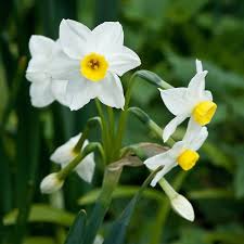 Narcissus Tazetta Subsp Lacticolor Grand Monarque Alan Buckingham Narcissus Daffodils Spring Perennials