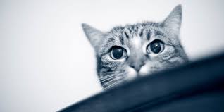 25 prozent der an darmverschluss erkrankten patienten. Darmverschluss Beim Hund Darmverschluss Bei Der Katze Anicura Deutschland