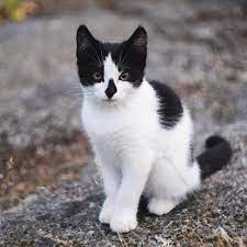 Black And White Cat Beautiful Kitten Cute Black And White Cat Pretty Cats Baby Cats Beautiful Kittens