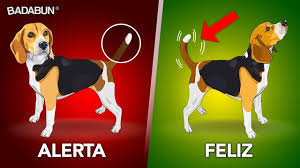 Felicidades papa en tu cumpleanos felicidades papa por el dia de los padres felicidades papa imagenes felicidades papa poemas felicidades papa. Descubre Lo Que Tu Perro Intenta Decirte Youtube