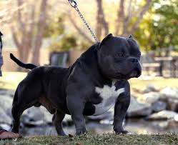 American Bully Black Pitbull Dog Price Pin By Monique Ruiz On Bpecial Dog Bully Breeds Dogs Bully Dog Bully Pitbull