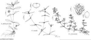 Image result for Alternanthera sessilis