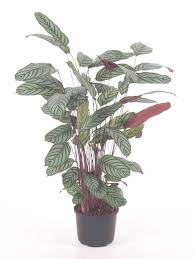 Ctenanthe species, including the c. Ctenanthe Oppenheimiana T27 Cm H120 140 Cm Pflanzen Grosshandel Floraccess