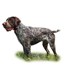 Image result for německý ohař dlouhosrstý