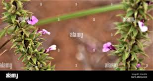 Image result for Muraltia