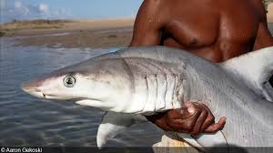 Photographer of the Week – Aaron Gekoski