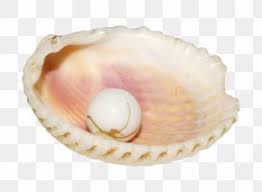 900+ vectors, stock photos & psd files. Clam Pearl Seashell Clip Art Png 5270x4989px Clam Flower Free Content Mollusc Shell Pearl Download Free