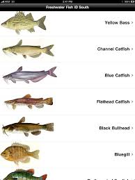 Freshwater Bass Species Chart Images Pictures Becuo