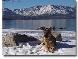 Book these south lake tahoe cabins for your next reunion, corporate retreat, or getaway. Pets Love Tahoe Pet Friendly Lodging At Lake Tahoe Lake Tahoe Vacation Rentals Pets Allowed