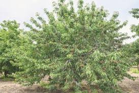 Shop with afterpay on eligible items. 13 Most Common Types Of Cherry Trees With Pictures Conserve Energy Future