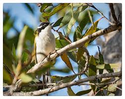 Small Birds With White Heads White Throated Honeyeater Burrum Heads Qld Small Birds Birds Bird Feeders