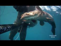 Zipkinla Balik Avi Osman Kemal Ozcan Golden Grouper White Grouper Check More At Https Akvaryumbilgi Net Zipkinla Balik Avi Osman Kemal Ozca Osman Balik Atlar