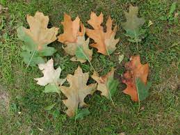 Worried About Oak Wilt Landscaping