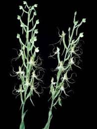 Image result for Bonatea