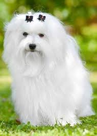 Bichon Maltais Bichon Dogs Animals