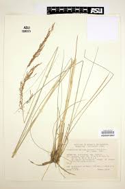 Image result for Sorghastrum stipoides