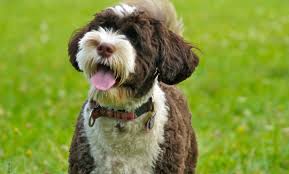 With its rounded head leading to a rectangular shaped muzzle, the breed's has an interesting appearance. Cao De Agua Portugues Conheca Esta Raca De Caes E As Suas Carateristicas