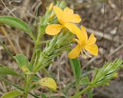 Image result for Barleria setosa