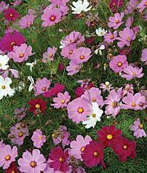 Sensation Mix Cosmos Seeds And Plants Annual Flower Garden At Burpee Com Annual Flowers Pretty Plants Flower Garden