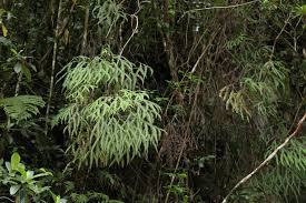 Image result for Sticherus flagellaris