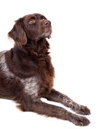 Dog Looking Up Png Image Dogs Png Images Looking Up