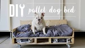 We did not find results for: 5 Diy Dog Beds Everpup Daily Dog Supplement