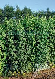 Image result for Sida chrysantha