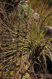 Image result for Wahlenbergia napiformis
