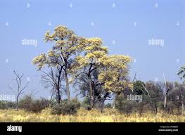 Image result for Acacia nigrescens