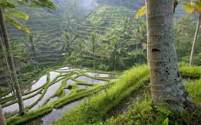 Maybe you would like to learn more about one of these? Hanging Gardens Of Babylon Most Amazing Wonders