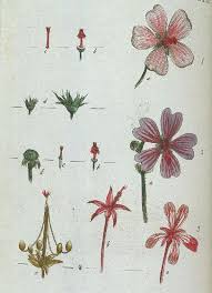 Oregano herb marjoram medicinal plants beefsteak plant, plant png clipart. A Modern Herbal Mallows