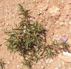 Image result for Dyschoriste transvaalensis