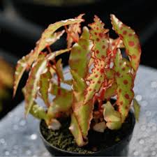 Image result for Begonia ampla