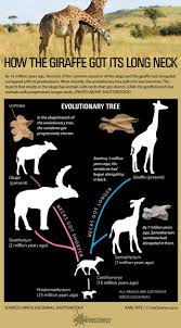 Heres How The Giraffe Got Its Long Neck Infographic