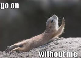 Funny Pet Pictures With Captions Animals Lolcats Funny Animal Caption Pictures Funny Animal Pictu Funny Animal Photos Funny Animals Cute Funny Animals