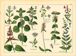 Image result for Lamiaceae