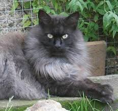 She will be ready to move middle august, fully vaccinated, microchipped, dewormed with 4 generation pedigree from fife and 4 weeks insurance. Norwegian Forest Cat Colours Norwegian Forest Cat Society Uk