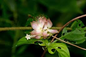 Image result for Sabicea bequaertii