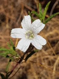 Image result for Monsonia burkeana
