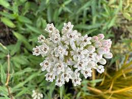 Image result for Asclepias longissima