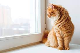 Häufig wird jedoch ein zusammenhang von erwachender potenz und dem anfang des markierens beobachtet. Katze Markiert Warum Und Was Tun Zooplus Magazin