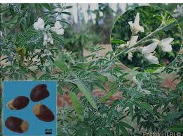 Image result for Monotes glaber