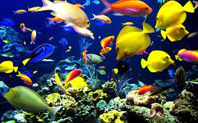 We did not find results for: Fish Wallpapers Top Free Fish Backgrounds Wallpaperaccess